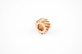 SEA-DOO 720-800 ROTARY GEAR - WSM part MM.WS.010-450